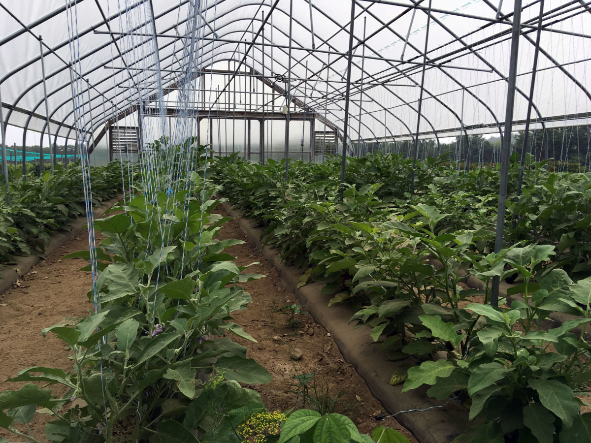 UNH eggplant research